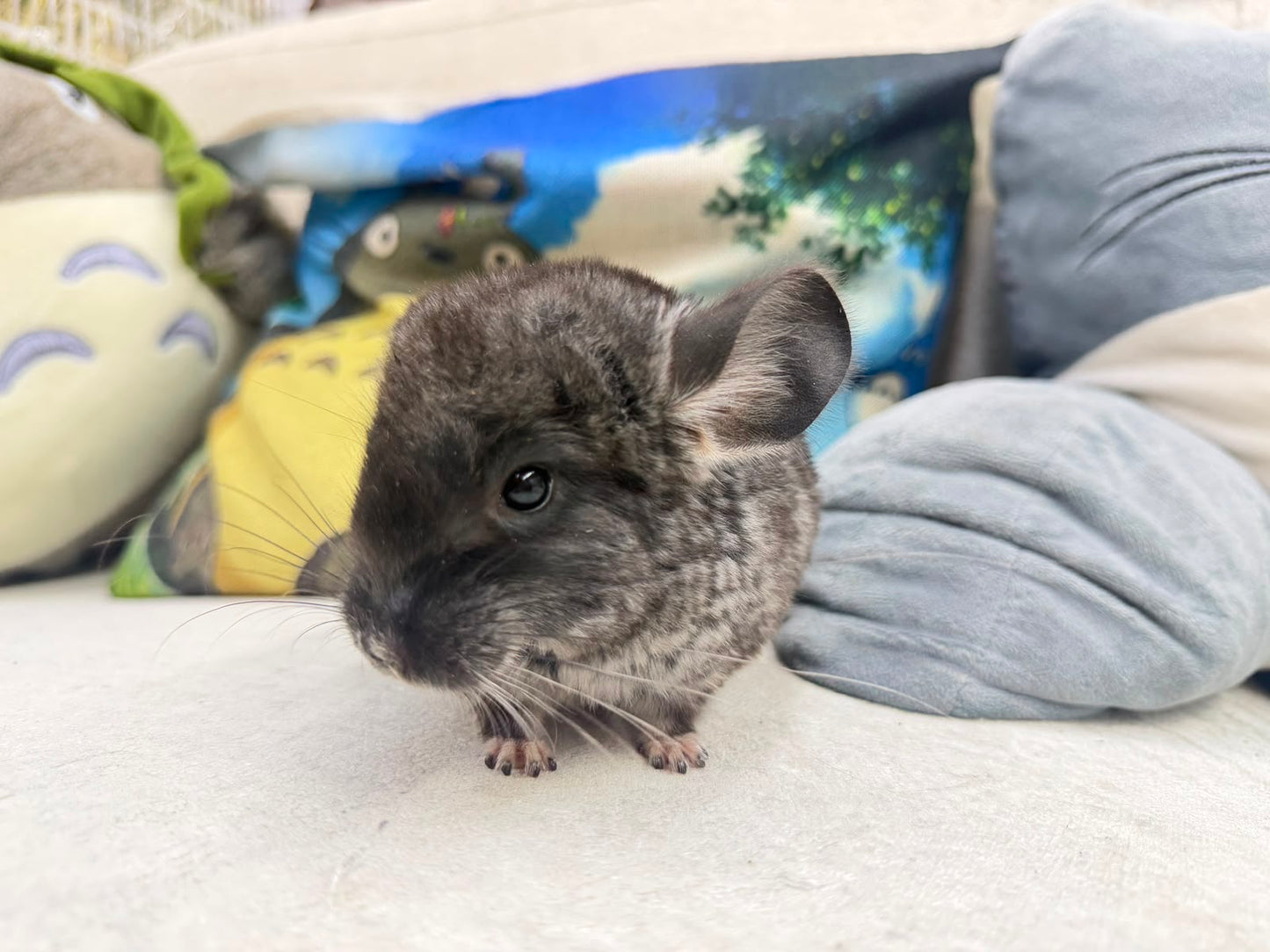 Chinchillas: T015 Black Velvet male chinchilla for sale (Master Breeder’s USA lineage)