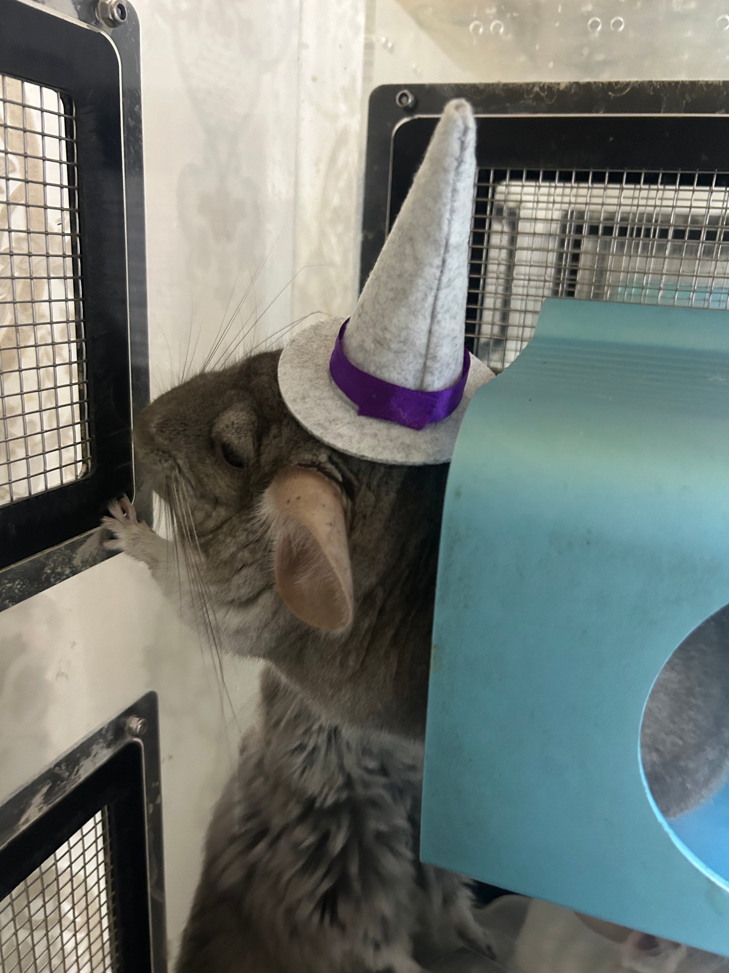 Funky hats/ Headgear/ hat/ cap for Chinchillas, Guinea pigs, rabbits or hamsters limited stock