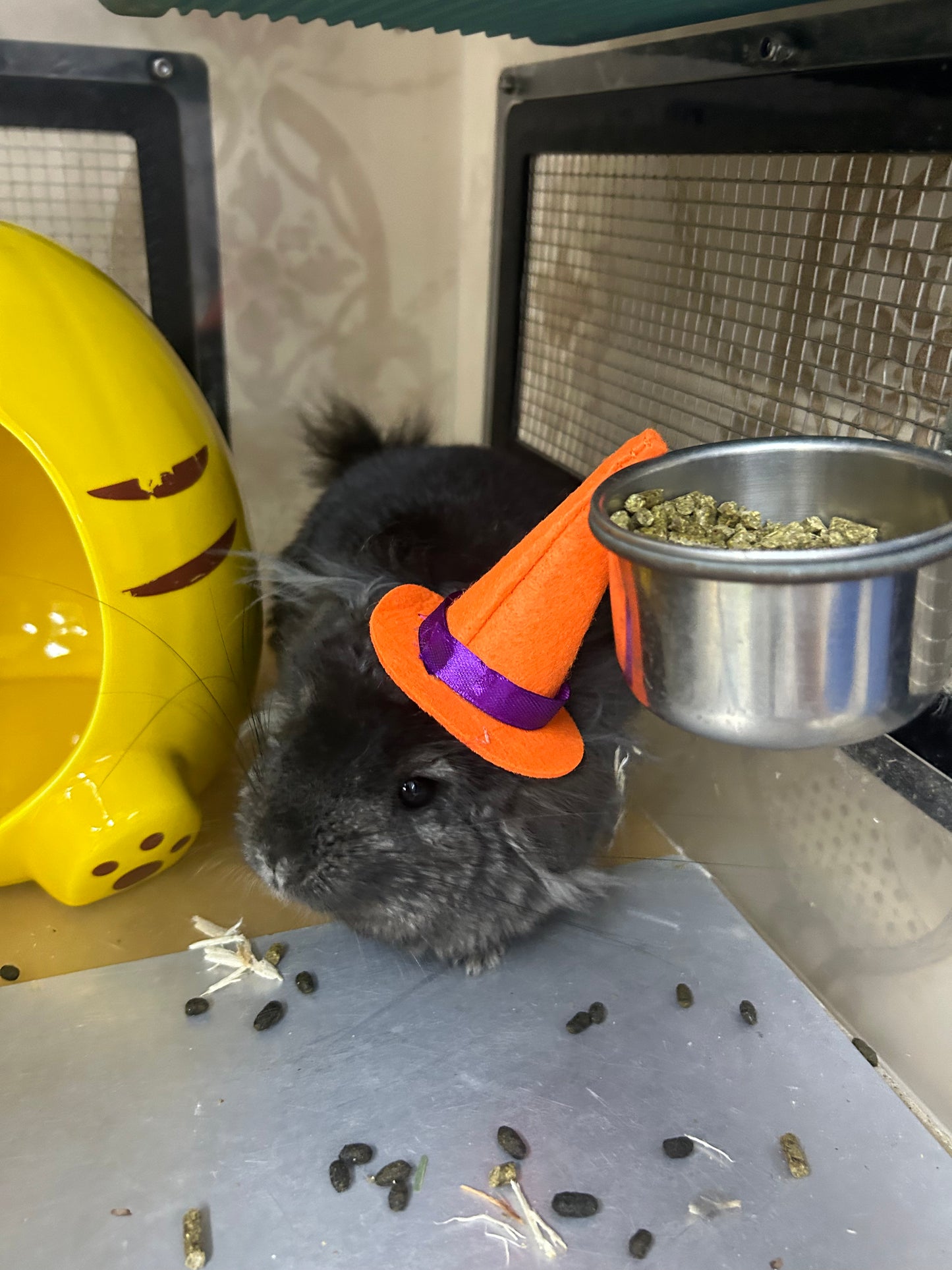 Funky hats/ Headgear/ hat/ cap for Chinchillas, Guinea pigs, rabbits or hamsters limited stock