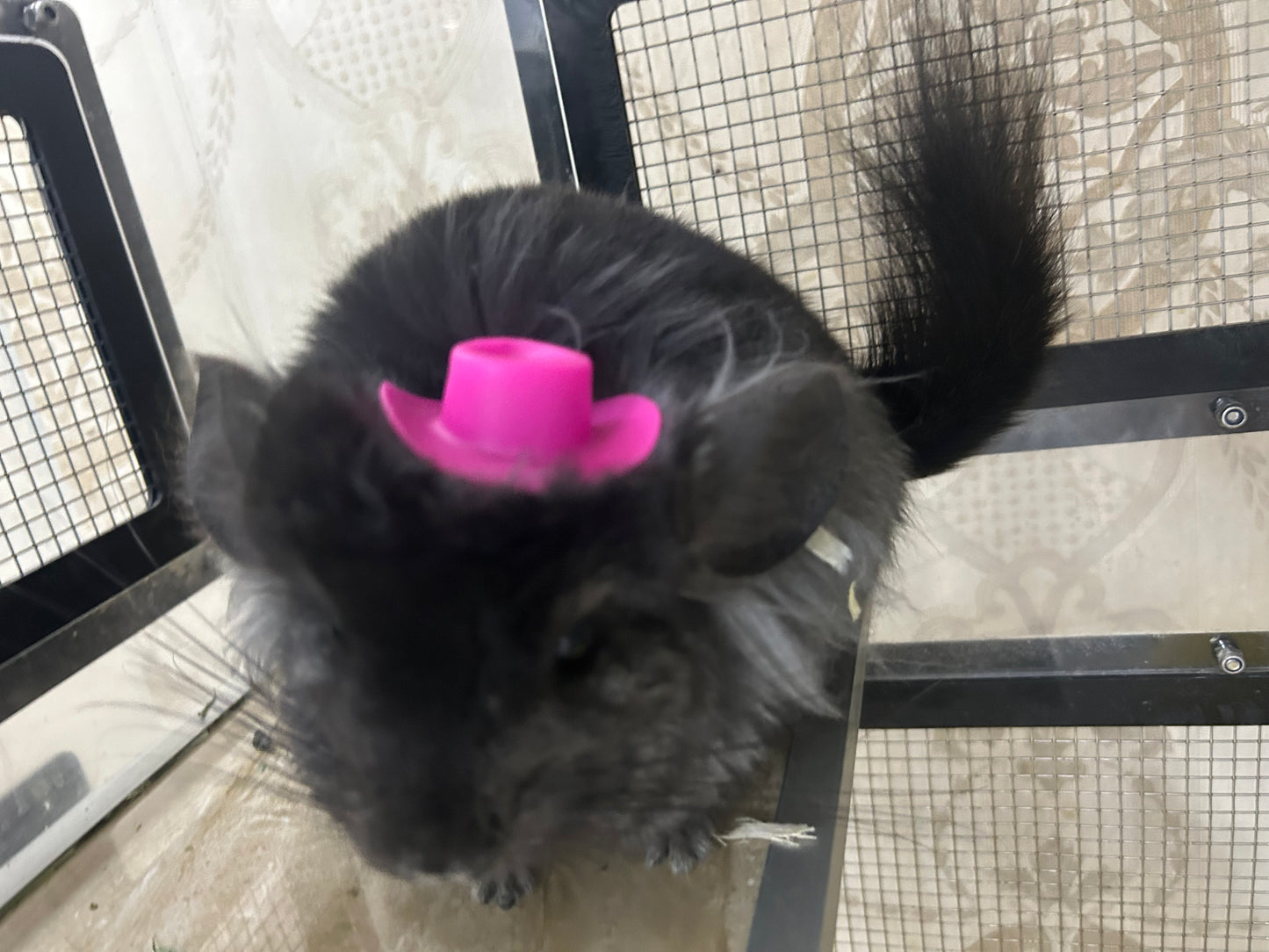 Funky hats/ Headgear/ hat/ cap for Chinchillas, Guinea pigs, rabbits or hamsters limited stock