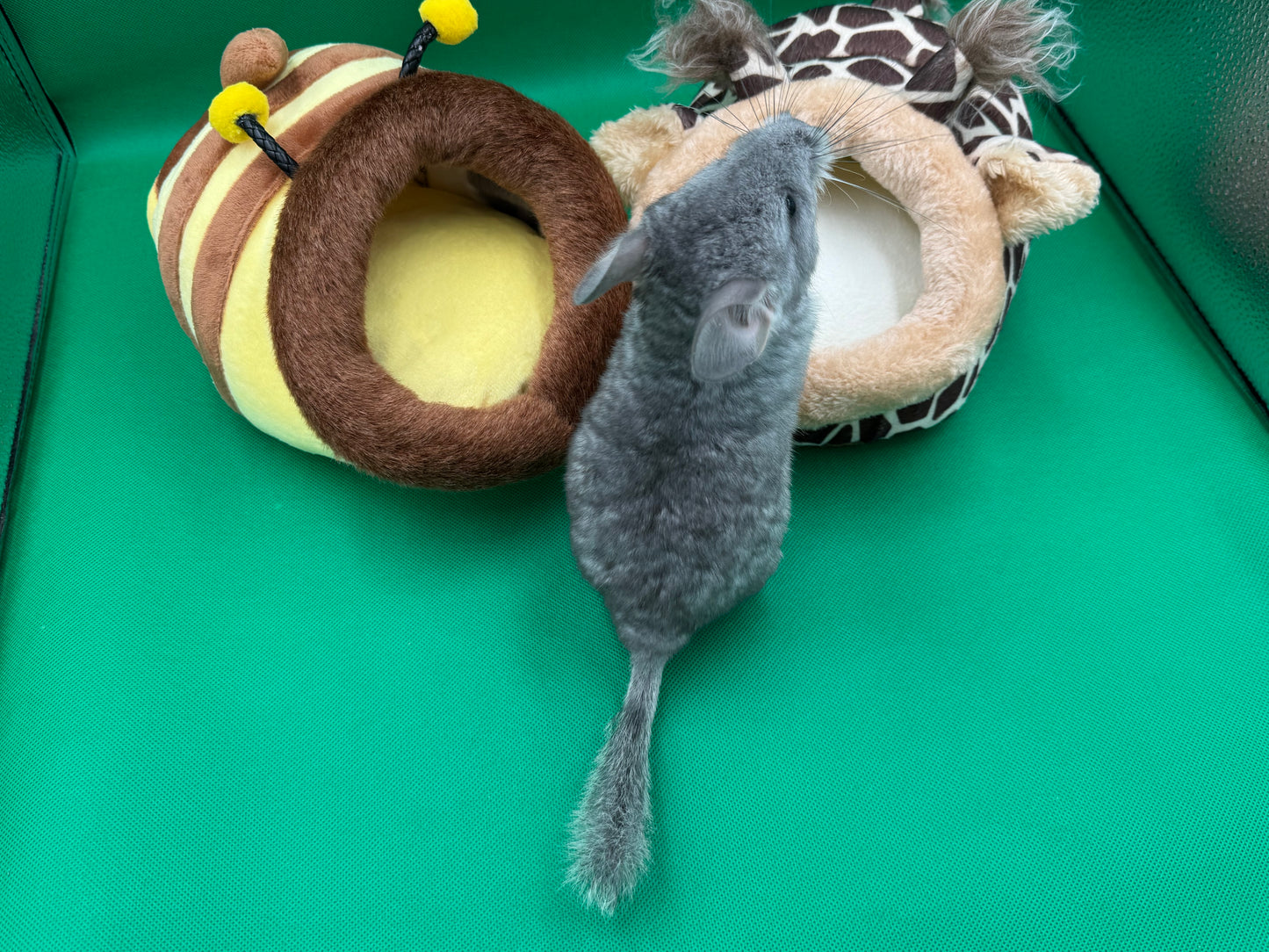 Chinchillas: R016 Blue Diamond female chinchilla for sale (USA lineage)