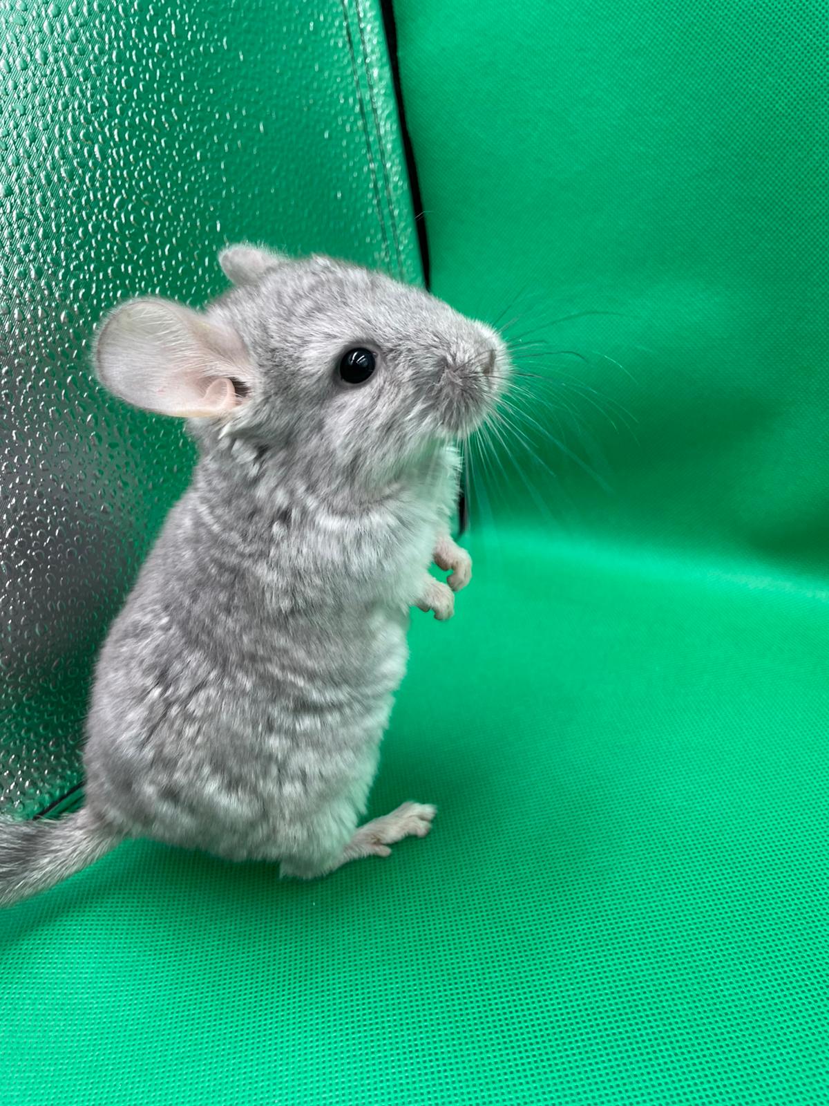 Chinchillas: S17 Blue Diamond male chinchilla for sale (USA lineage)