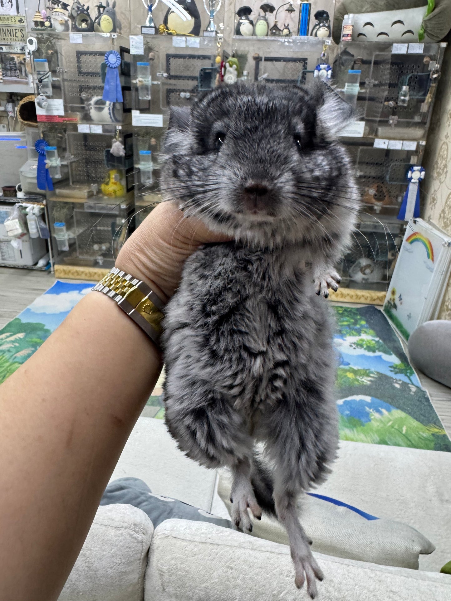 Chinchillas: T003 Standard female chinchilla for sale (USA Master Breeder’s lineage)