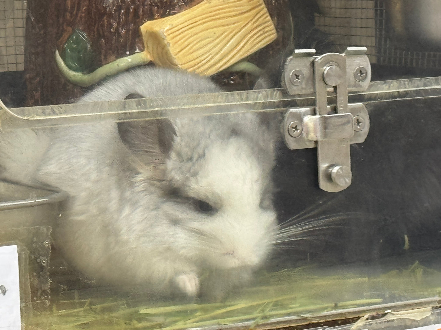 Wooly hay products new shipment from Japan (details as described) kept in aircon shop to ensure freshness.