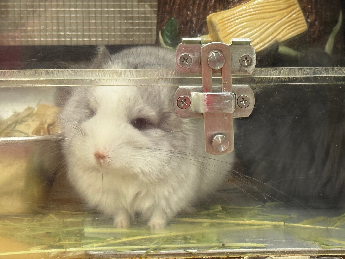 Wooly hay products new shipment from Japan (details as described) kept in aircon shop to ensure freshness.