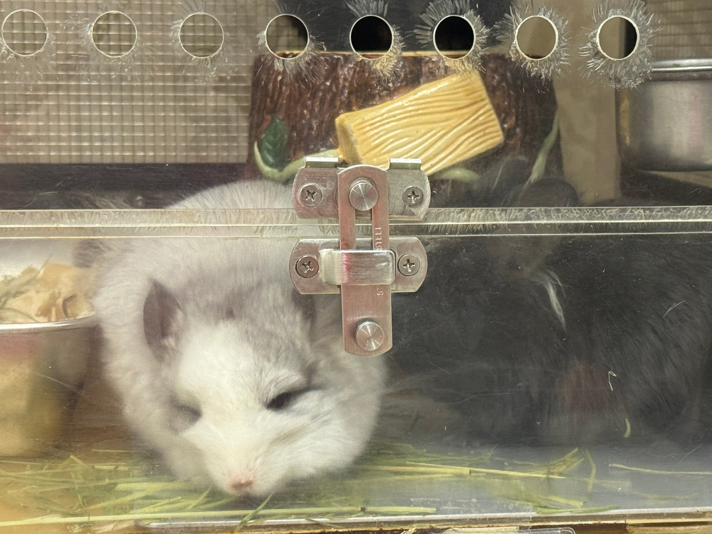 Wooly hay products new shipment from Japan (details as described) kept in aircon shop to ensure freshness.