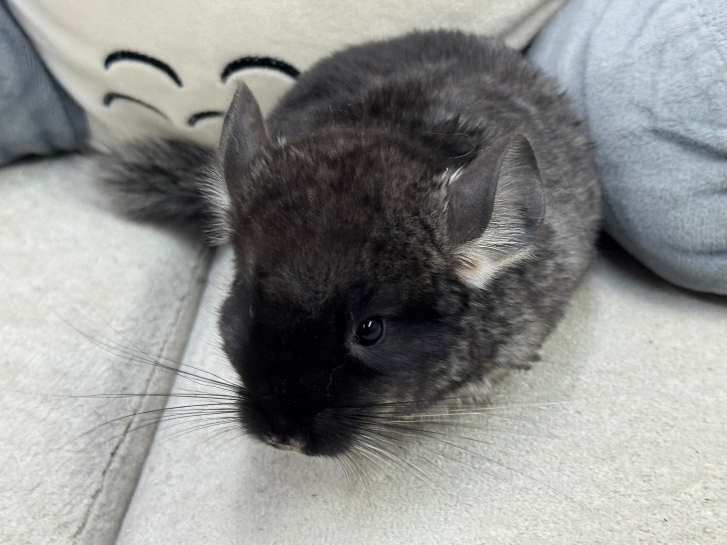 Chinchillas: T007 Black Velvet male chinchilla for sale (USA Master Breeder’s lineage)