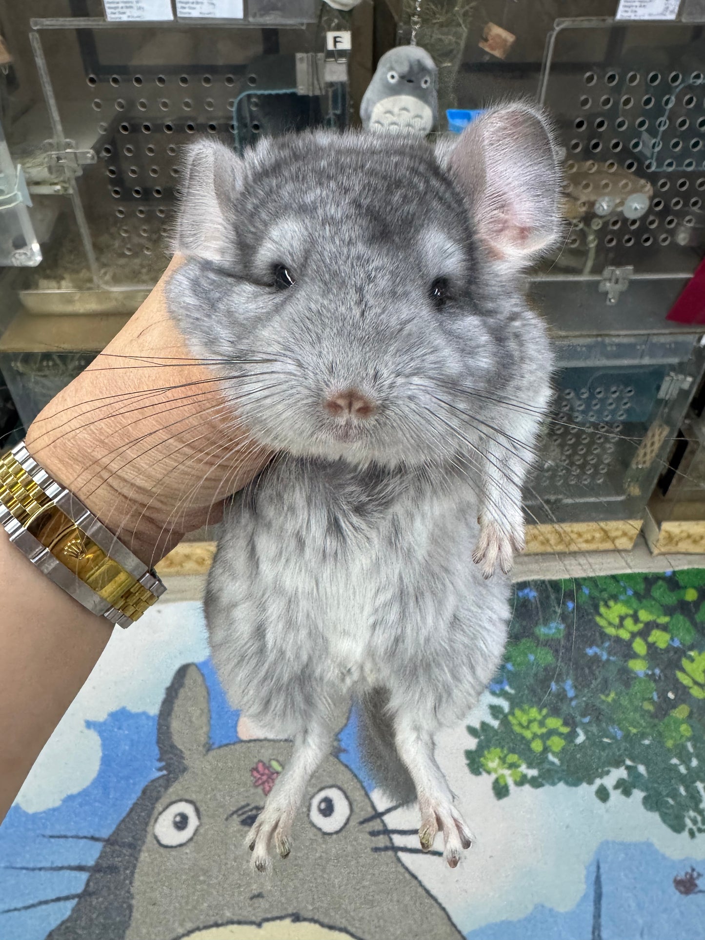 Chinchillas: T008 Blue Diamond male chinchilla for sale (USA Master Breeder’s lineage) Mum is Section Champ