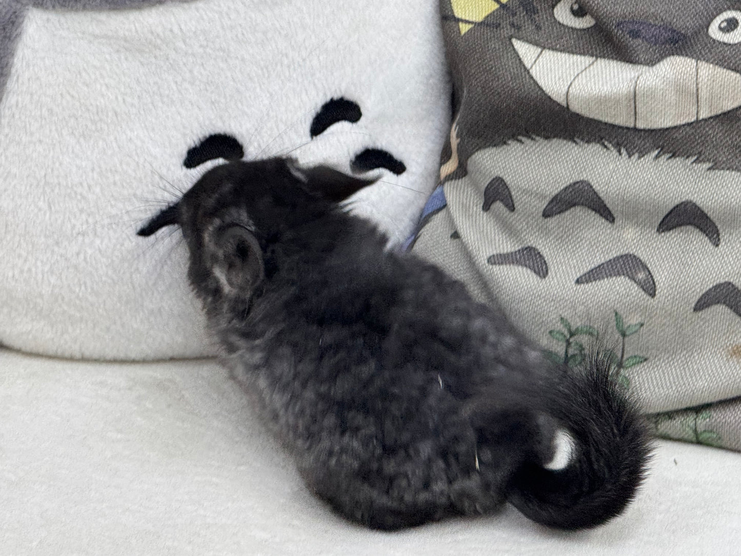 Chinchillas: S002 Dark Ebony RPA (Angora) male chinchilla for sale (CCCU lineage)