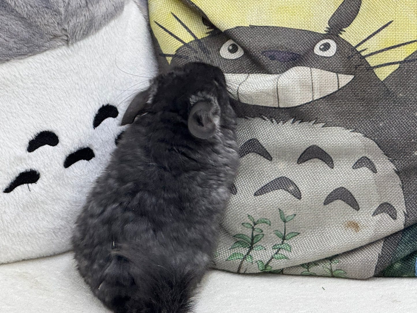Chinchillas: S002 Dark Ebony RPA (Angora) male chinchilla for sale (CCCU lineage)