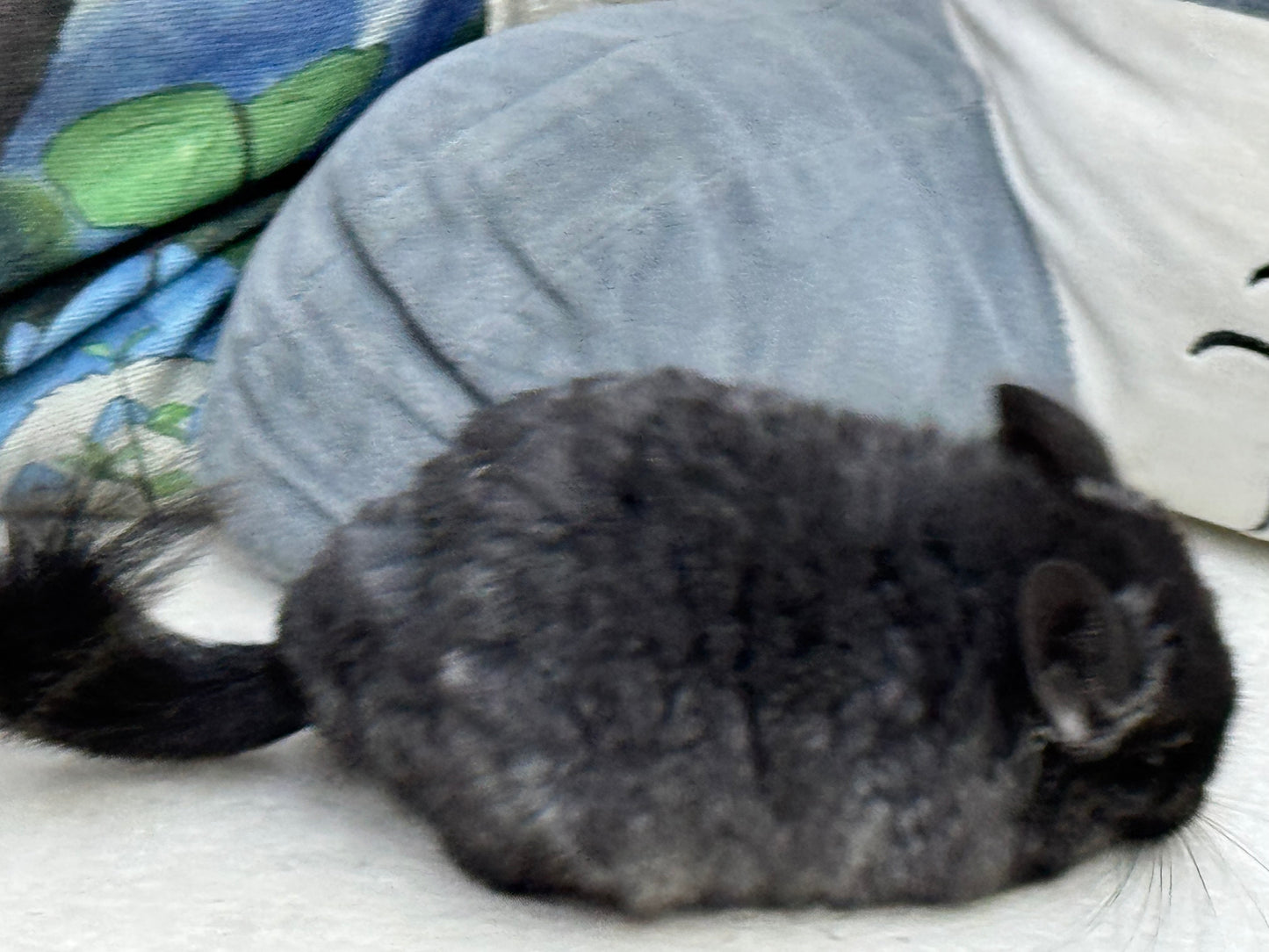Chinchillas: S002 Dark Ebony RPA (Angora) male chinchilla for sale (CCCU lineage)