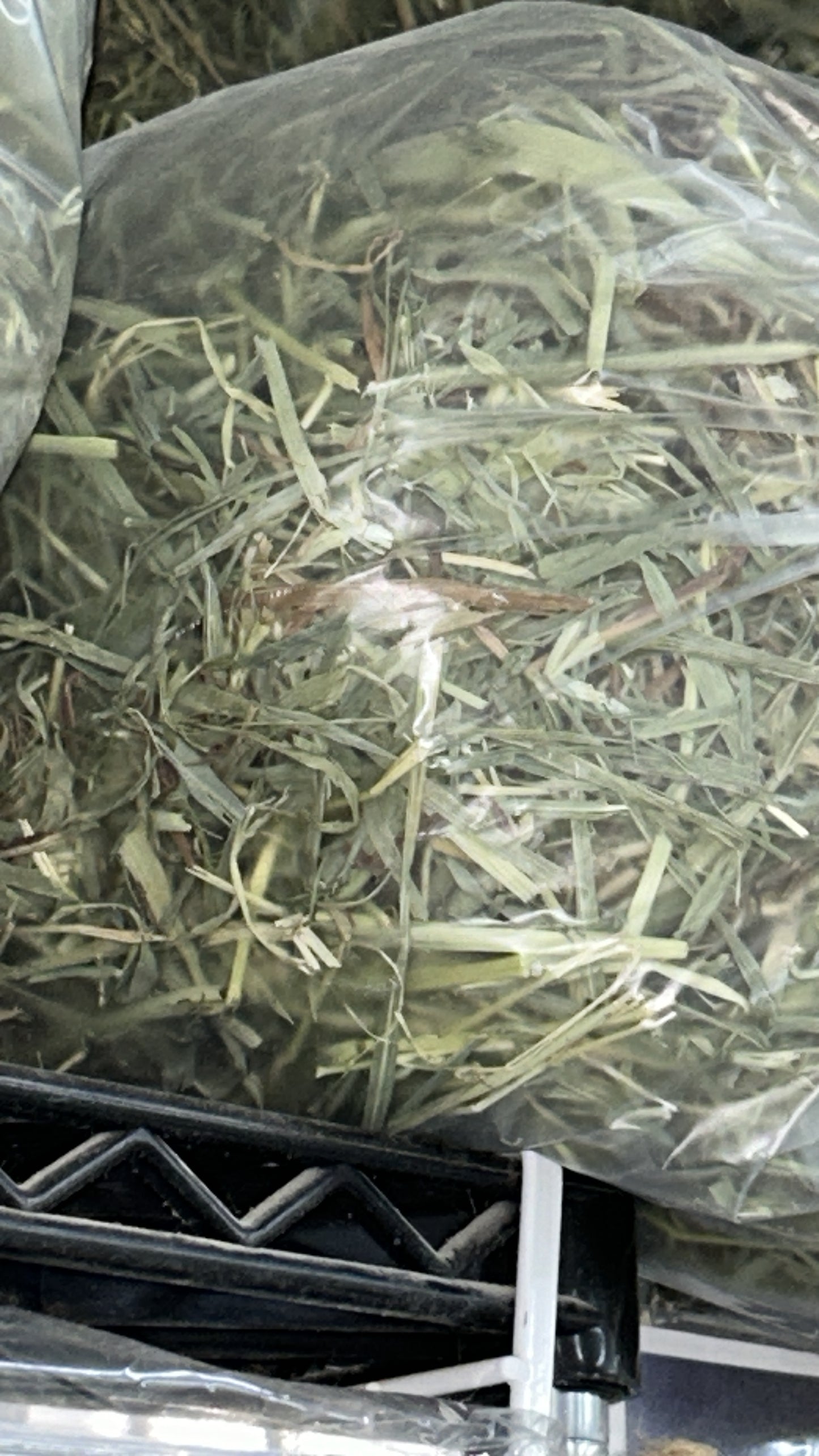 American Pet Diner APD Gold Timothy Hay soft 10/2026 highly palatable/ popular batch (taste test or sample avail) please return good hay bits ๐