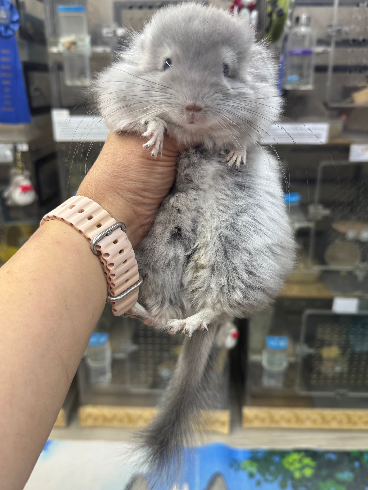 Chinchillas: S020 Violet RPA male chinchilla for sale (USA CCCU lineage)
