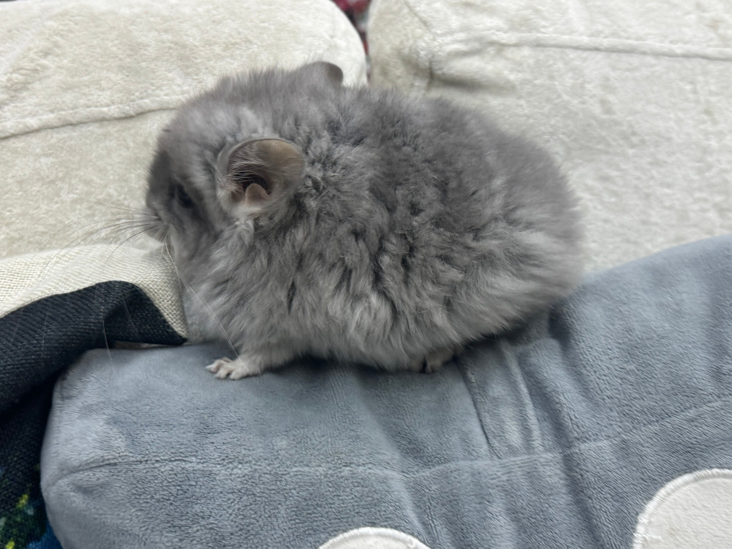 Chinchillas: S021 Violet RPA female chinchilla for sale (USA CCCU lineage)
