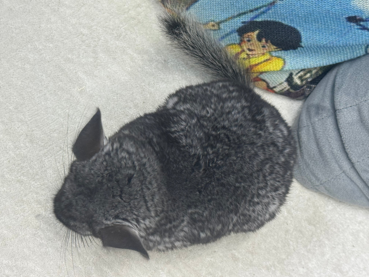 Chinchillas: S022 Standard female chinchilla for sale (Reserve Grand Show Champion USA lineage)