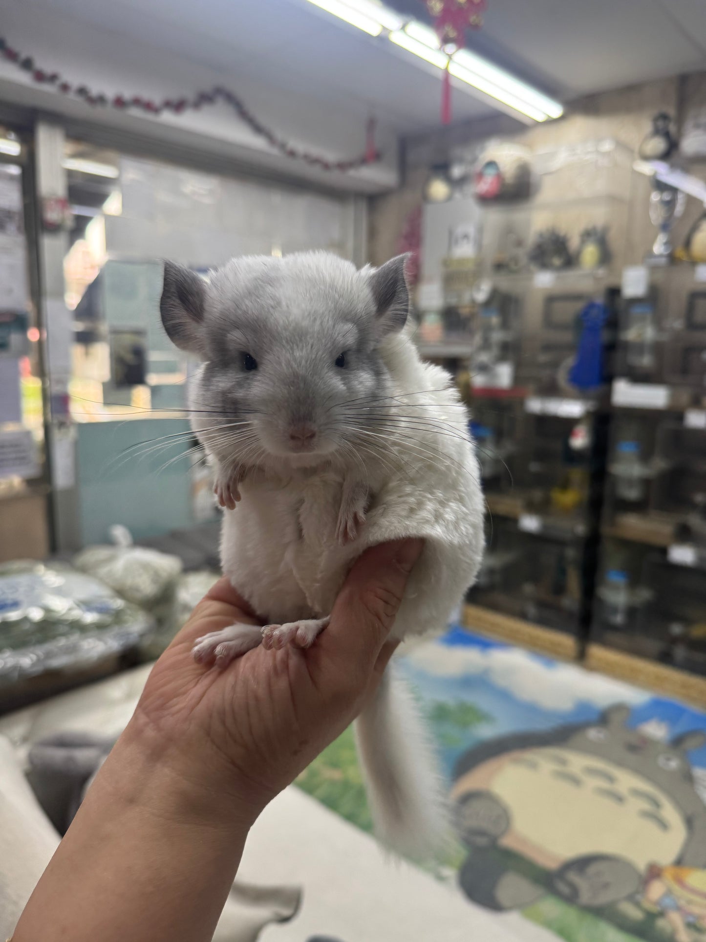Chinchillas: S025 Predominantly White Mosaic female chinchilla for sale (USA lineage)