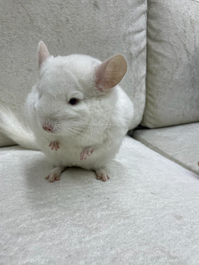 Chinchillas: P022 Pink White male chinchilla for sale big size thick fur (Master Shifu) (USA lineage) $1200