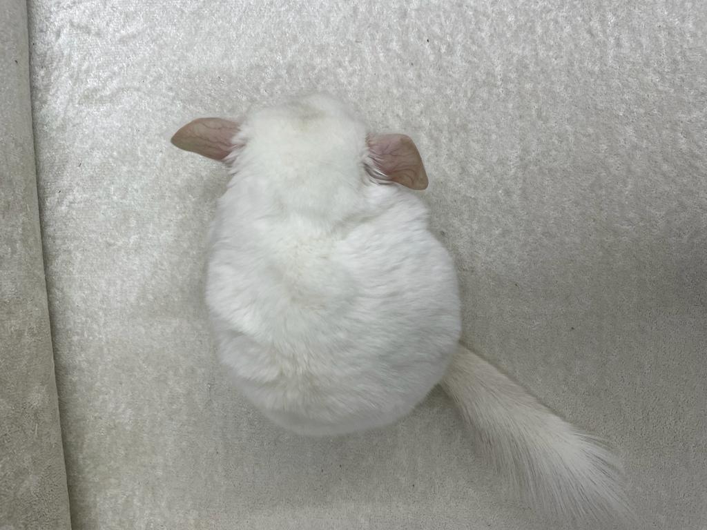 Chinchillas: P022 Pink White male chinchilla for sale big size thick fur (Master Shifu) (USA lineage) $1200