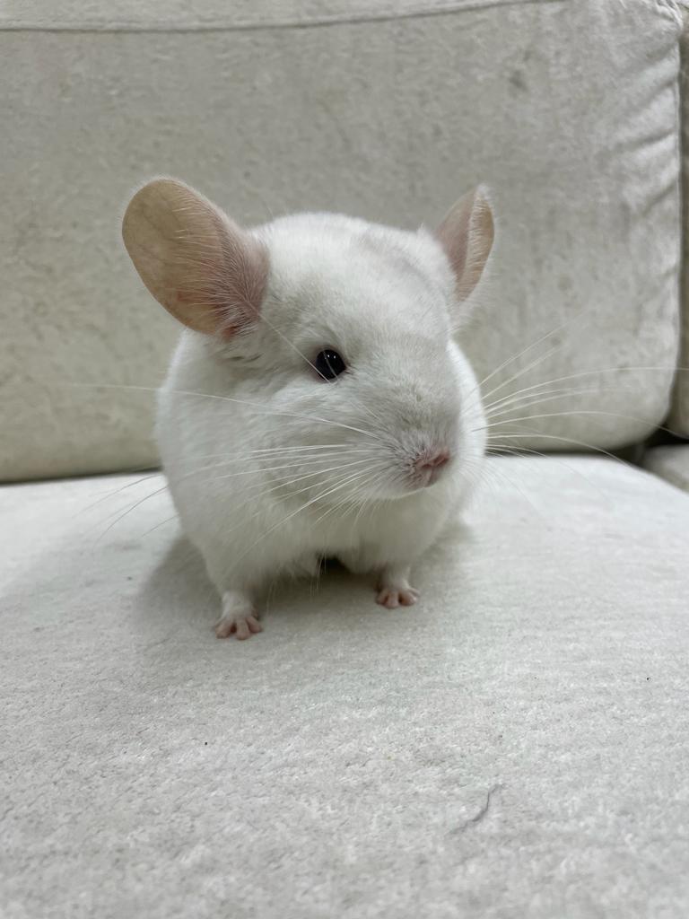Chinchillas: P022 Pink White male chinchilla for sale big size thick fur (Master Shifu) (USA lineage) $1200