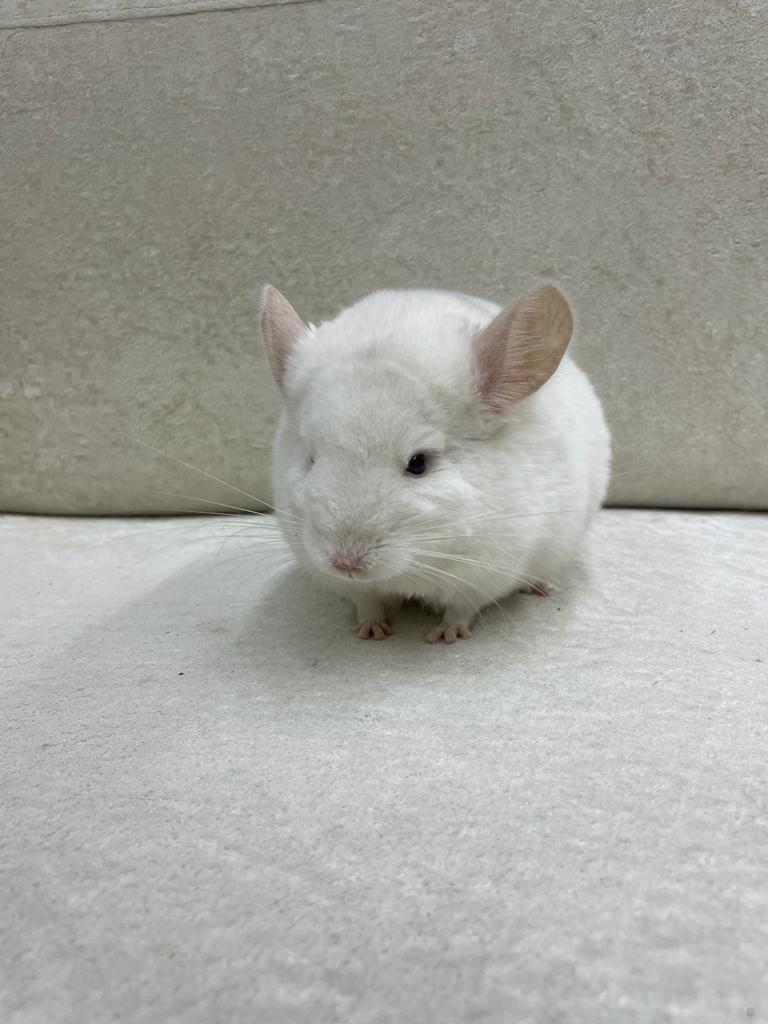 Chinchillas: P022 Pink White male chinchilla for sale big size thick fur (Master Shifu) (USA lineage) $1200