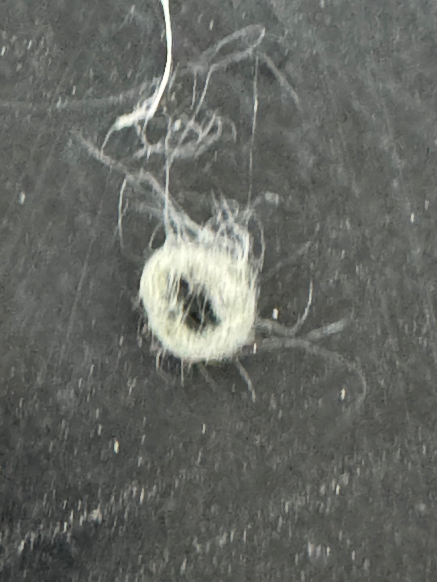 Grooming/ Checking of hair ring/ Combing out tangled fur knots from your RPA chinchillas or short fur chinchillas (any chinchilla) sometimes need to wash butts too😂