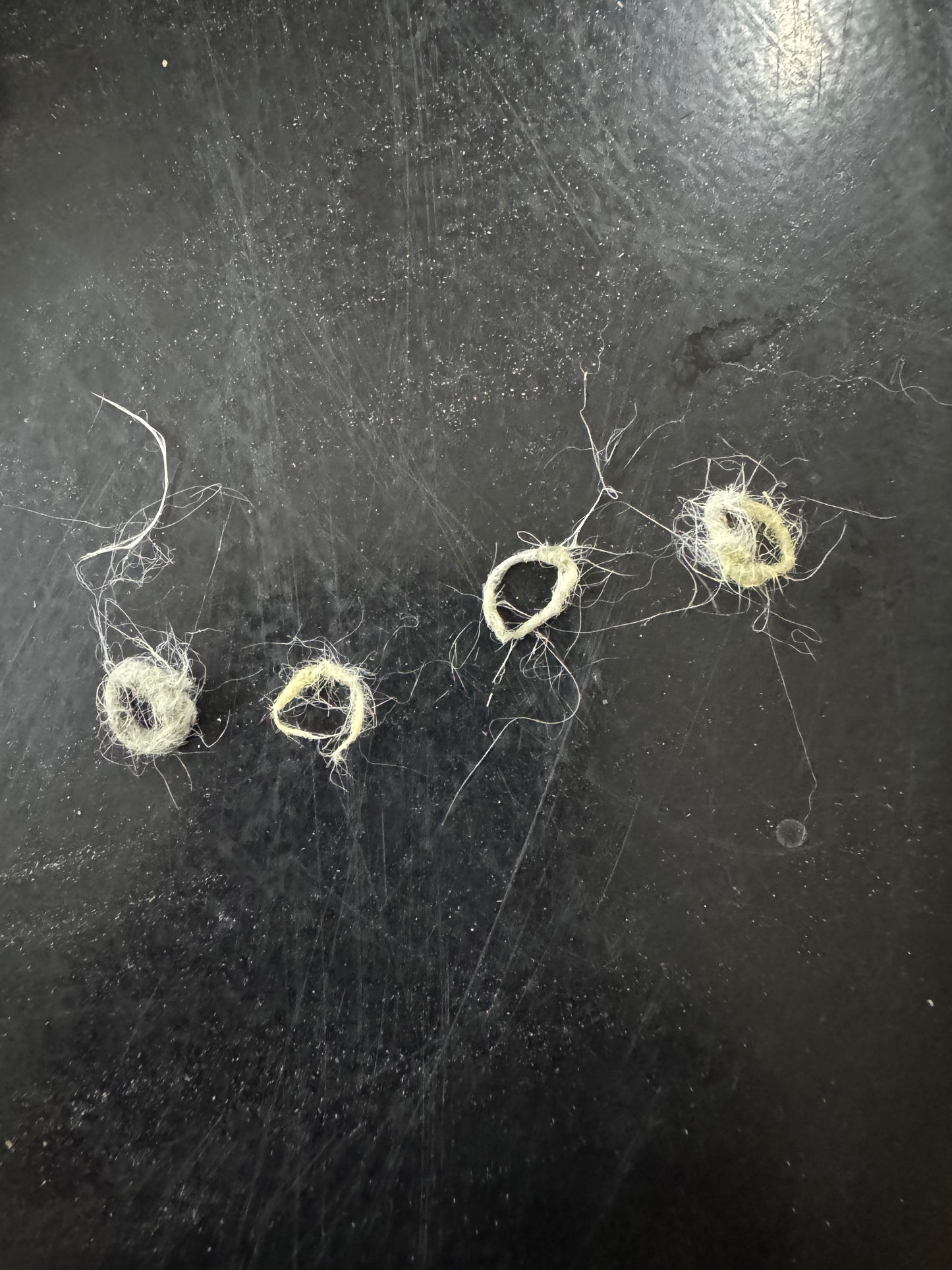 Grooming/ Checking of hair ring/ Combing out tangled fur knots from your RPA chinchillas or short fur chinchillas (any chinchilla) sometimes need to wash butts too😂