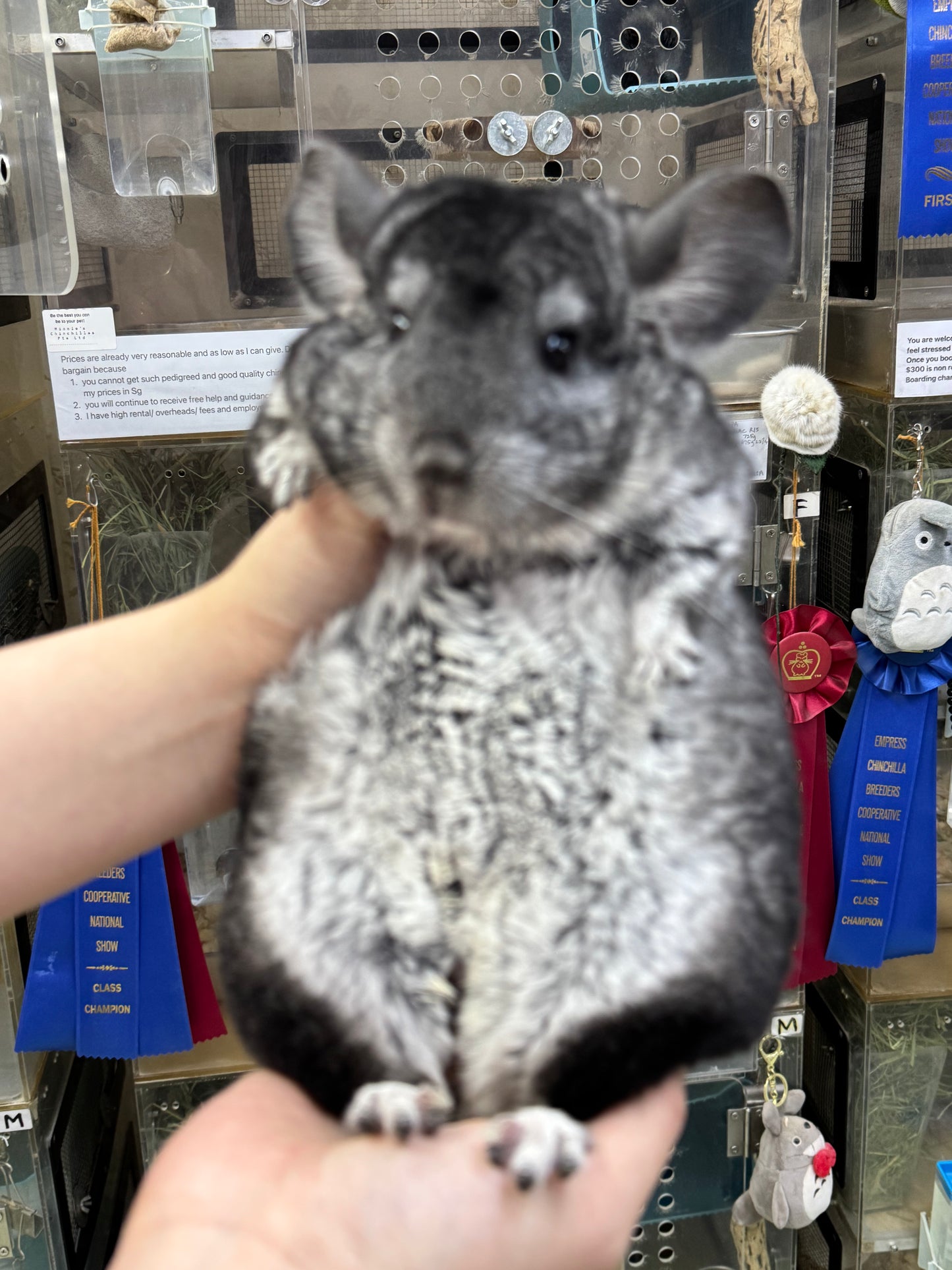 Chinchillas: P157 Extra Dark Standard male chinchilla for sale (Class Champion)