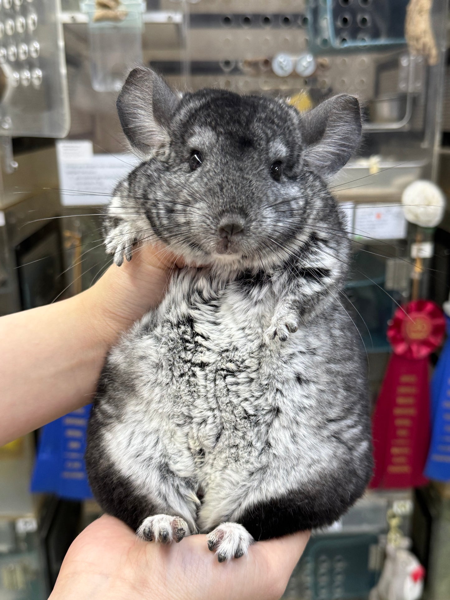 Chinchillas: P157 Extra Dark Standard male chinchilla for sale (Class Champion)