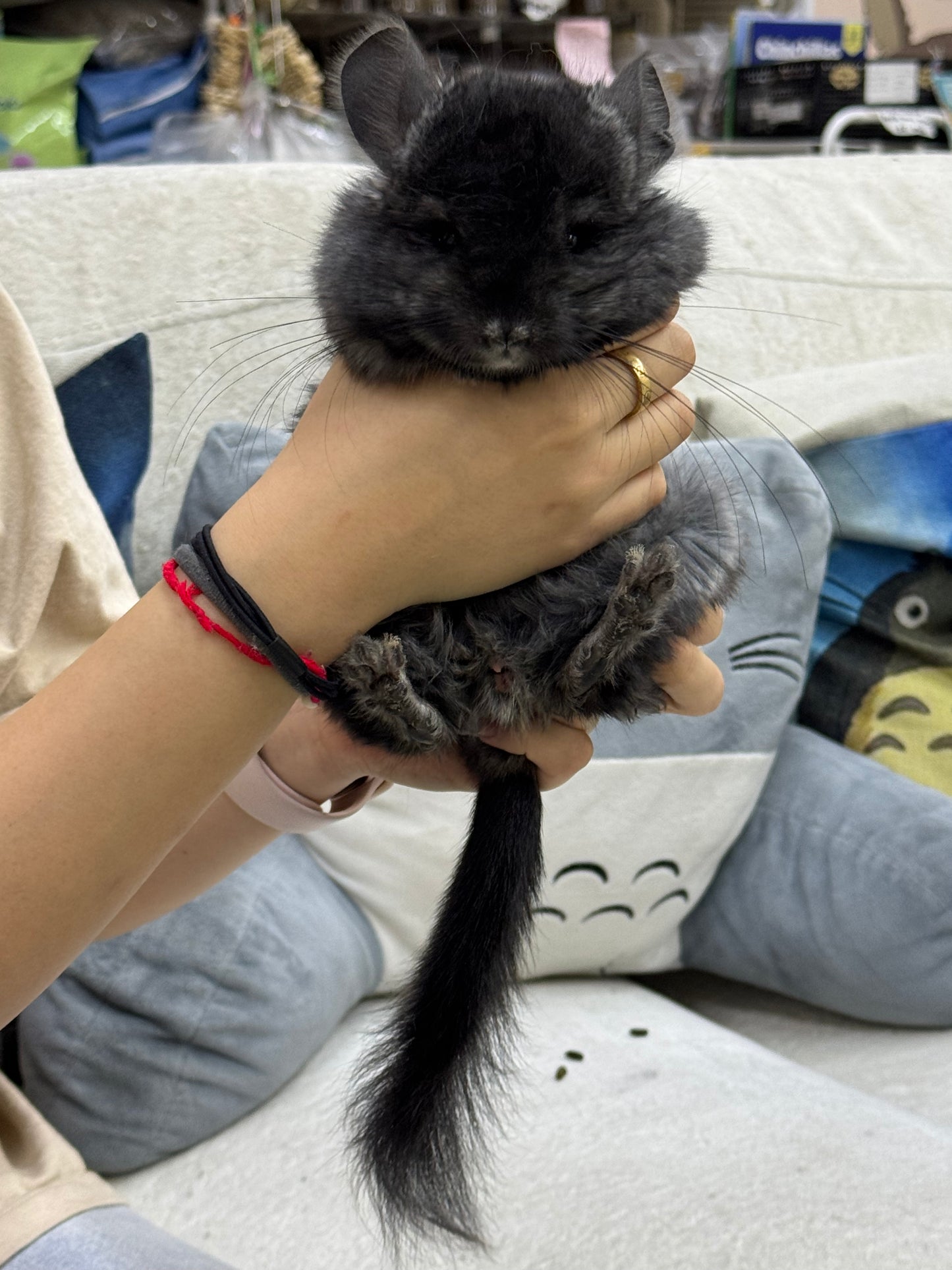 Chinchillas: S002 Dark Ebony RPA (Angora) male chinchilla for sale (CCCU lineage)