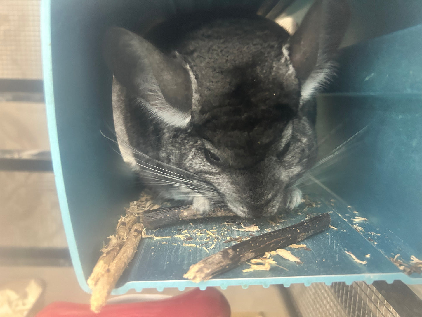 Minnie's Famous Natural Apple Sticks sticks washed, boiled and baked (thinner generally)