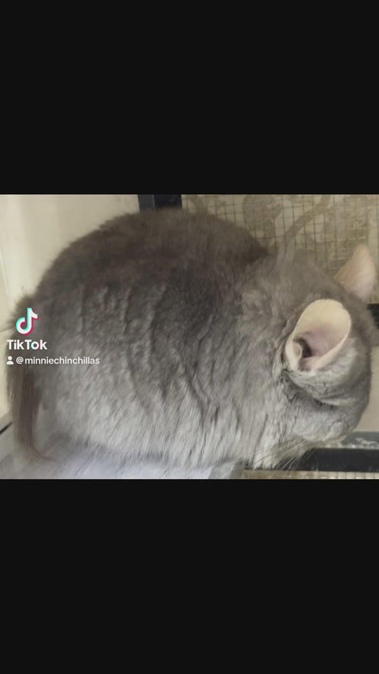 Chinchillas: M35 Tan RPA (Angora) female chinchilla