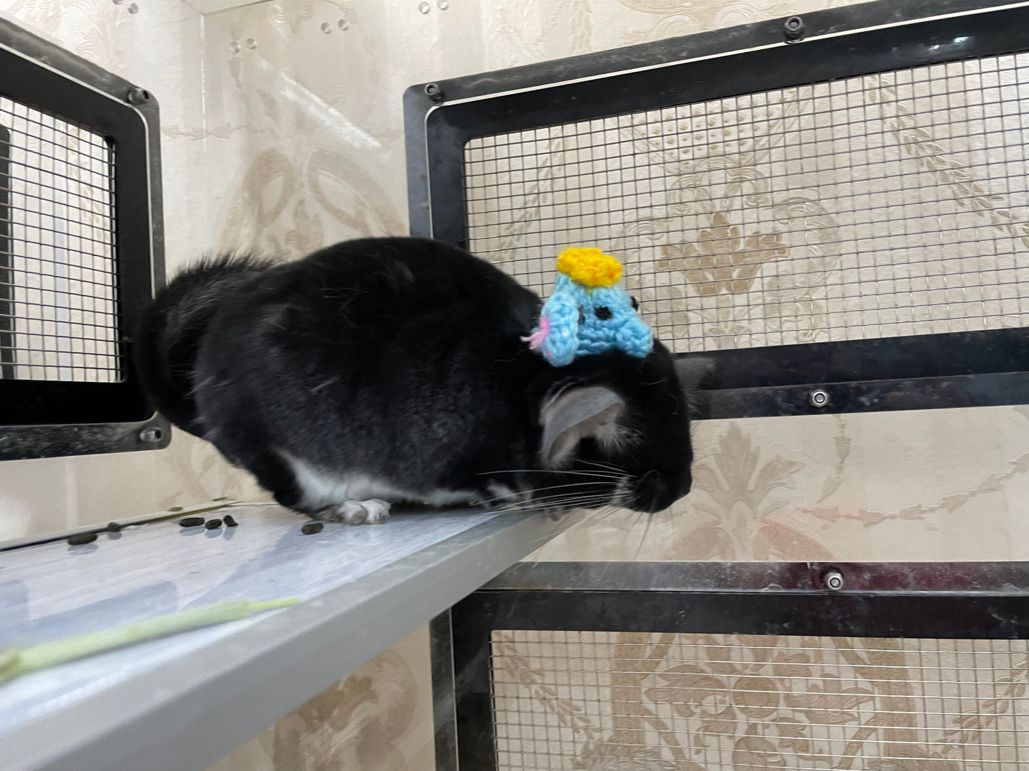 Funky hats/ Headgear/ hat/ cap for Chinchillas, Guinea pigs, rabbits or hamsters limited stock