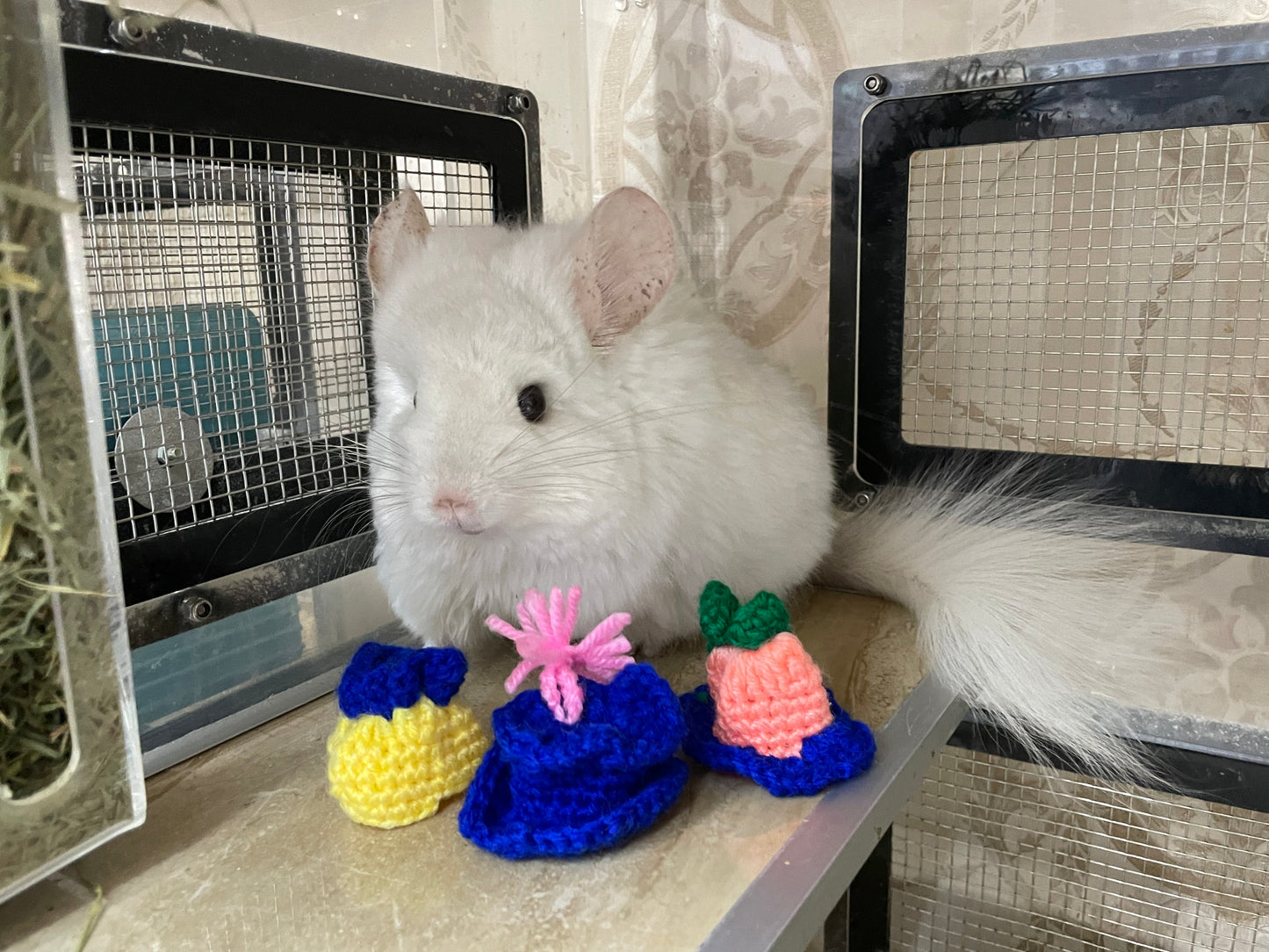 Funky hats/ Headgear/ hat/ cap for Chinchillas, Guinea pigs, rabbits or hamsters limited stock