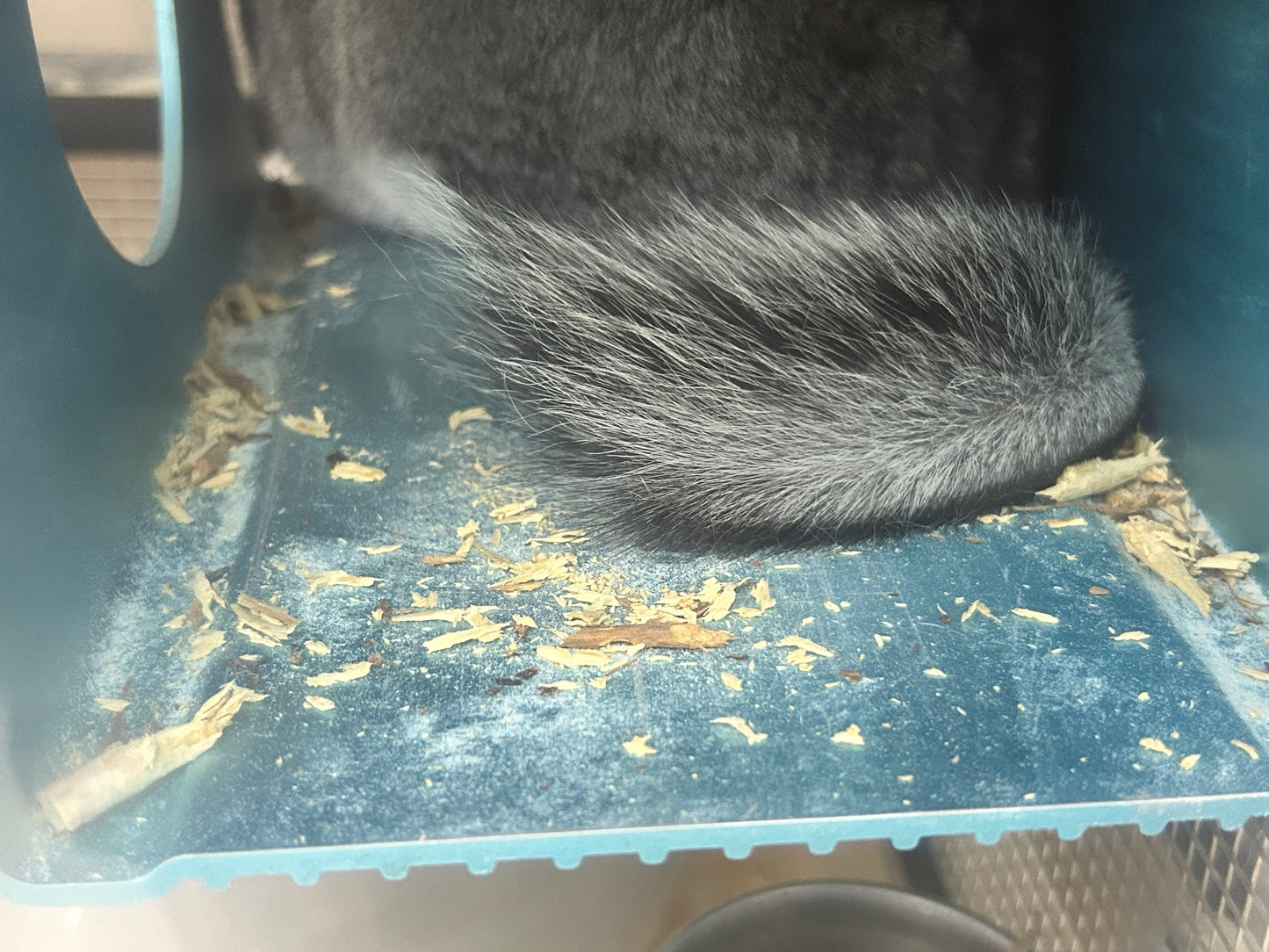 Minnie's Famous Natural Apple Sticks sticks washed, boiled and baked (thinner generally)