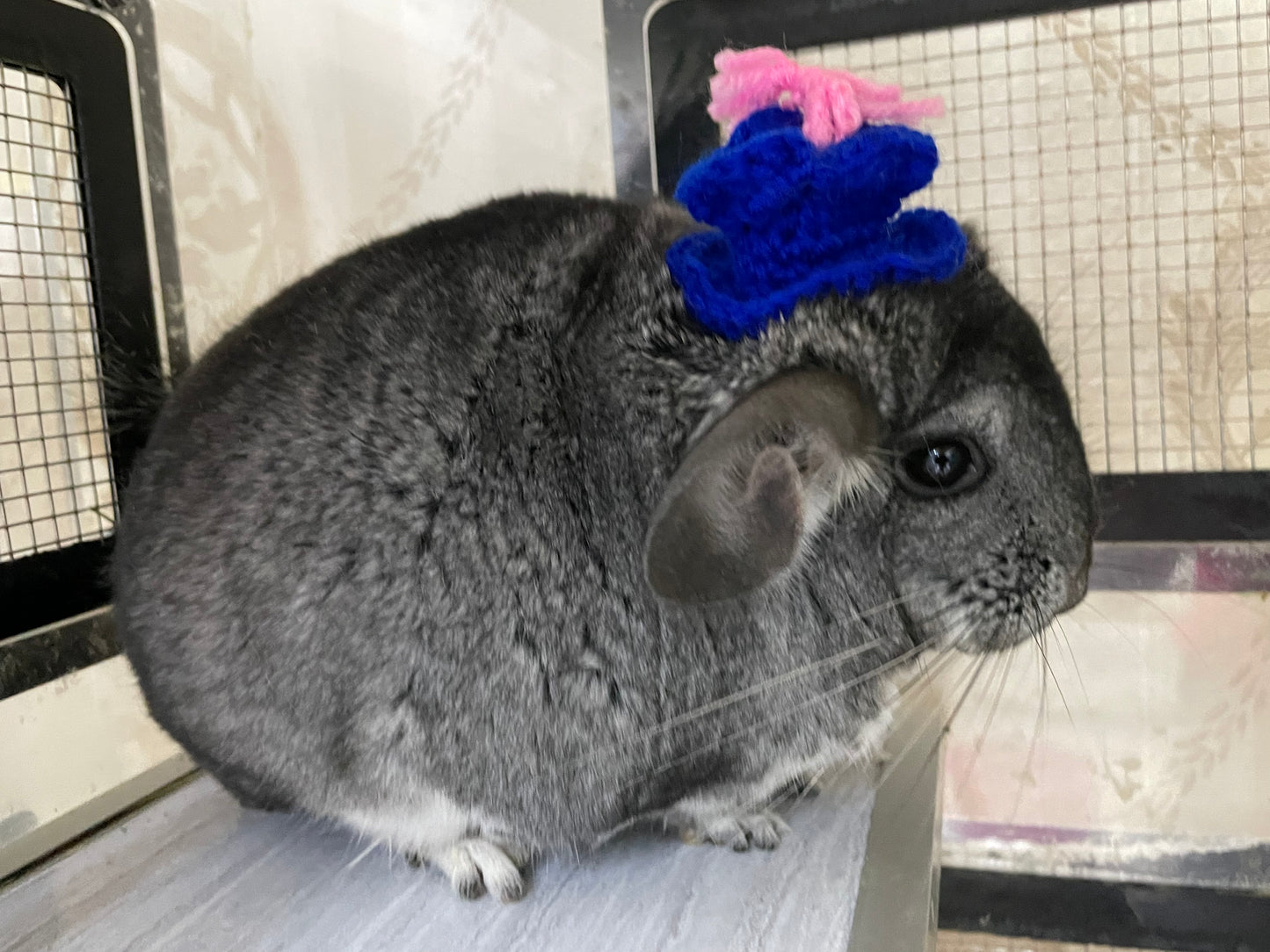 Funky hats/ Headgear/ hat/ cap for Chinchillas, Guinea pigs, rabbits or hamsters limited stock