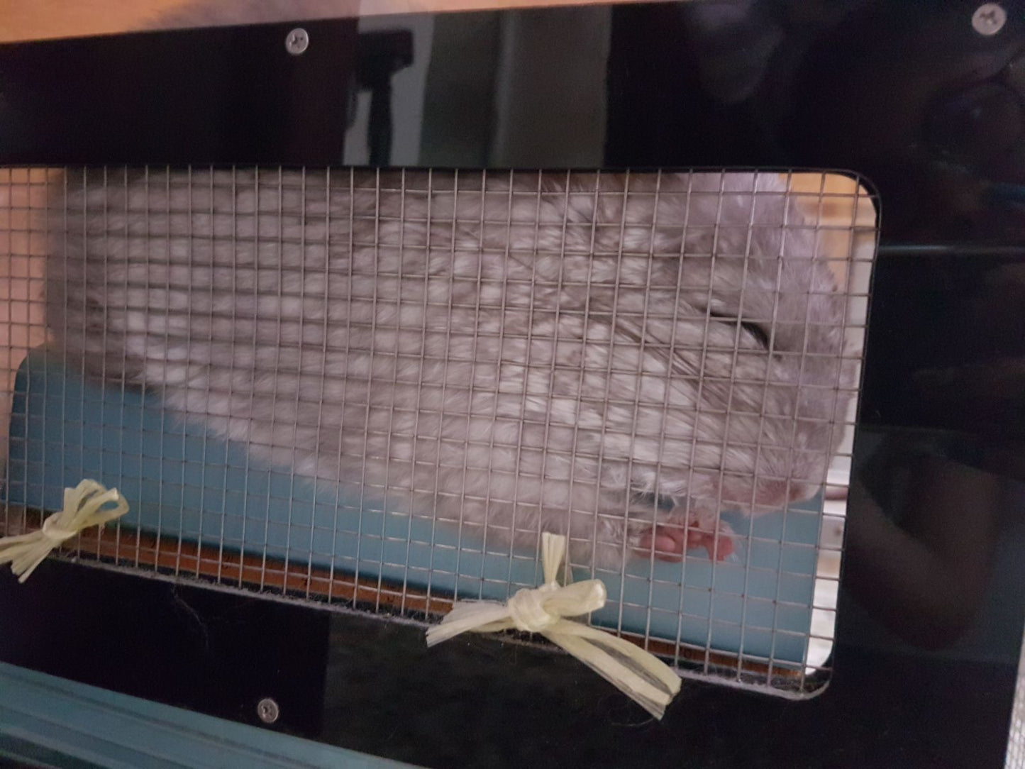 Large Jolly Cool House 23 x 16.2x 15.6 cm lbh JP154