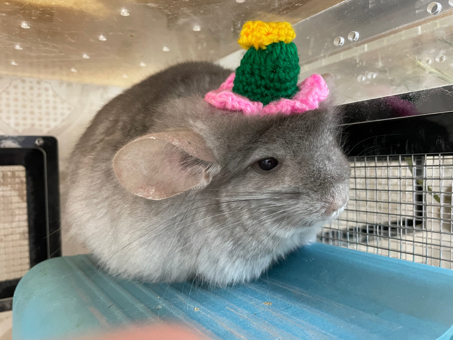 Funky hats/ Headgear/ hat/ cap for Chinchillas, Guinea pigs, rabbits or hamsters limited stock
