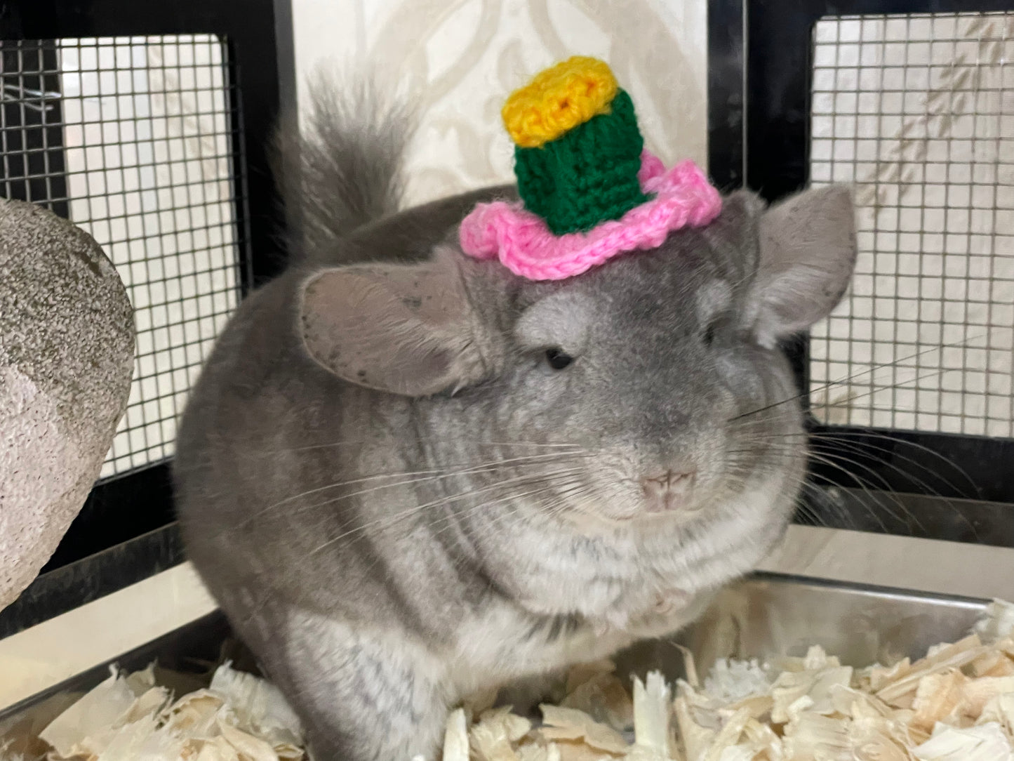 Funky hats/ Headgear/ hat/ cap for Chinchillas, Guinea pigs, rabbits or hamsters limited stock