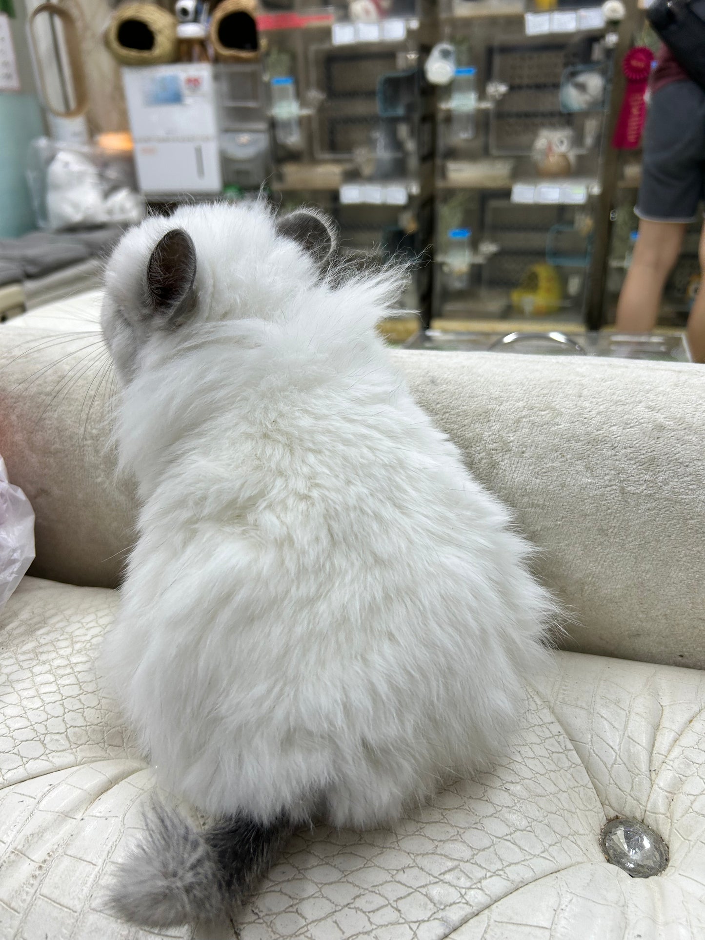 Boarding per chinchilla per day: full payment at least 10 days beforehand please do not self check out