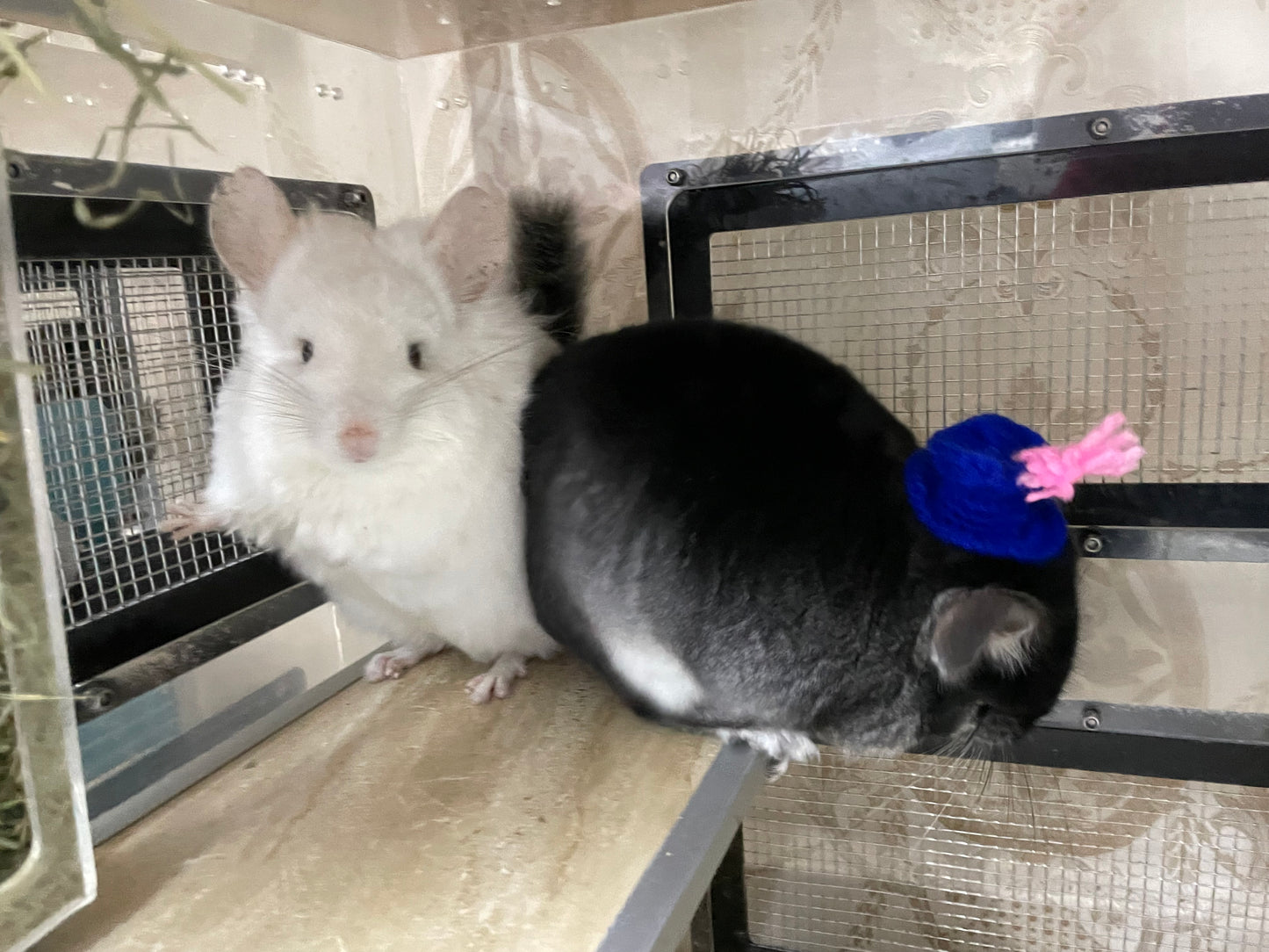 Funky hats/ Headgear/ hat/ cap for Chinchillas, Guinea pigs, rabbits or hamsters limited stock