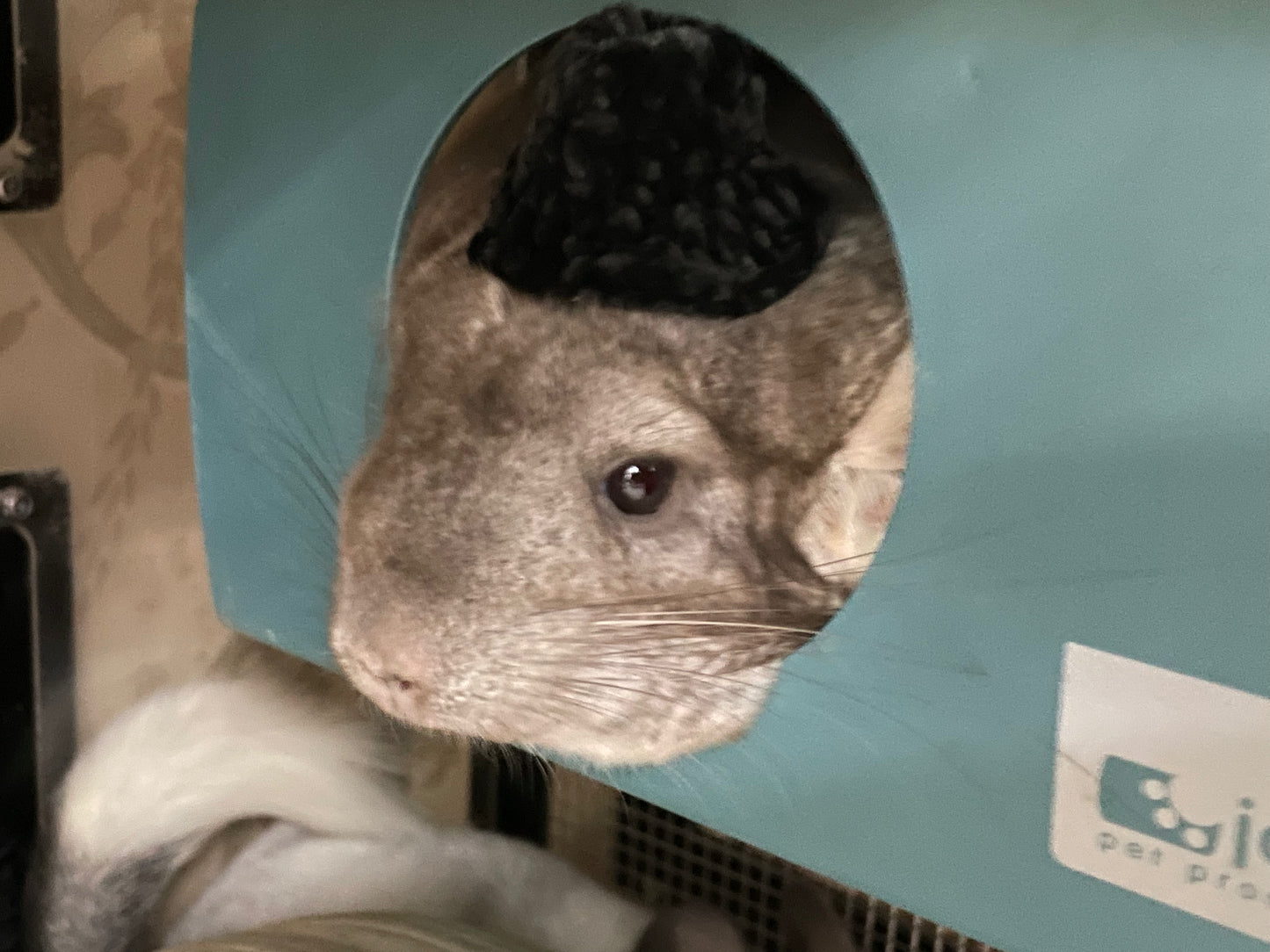 Funky hats/ Headgear/ hat/ cap for Chinchillas, Guinea pigs, rabbits or hamsters limited stock