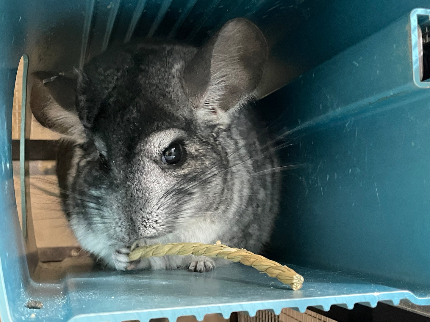 Organic seagrass twists from USA 10 pieces