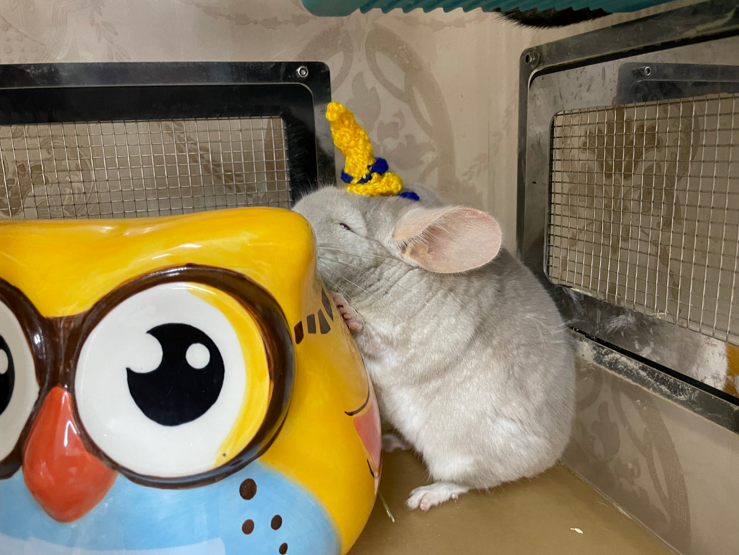 Funky hats/ Headgear/ hat/ cap for Chinchillas, Guinea pigs, rabbits or hamsters limited stock