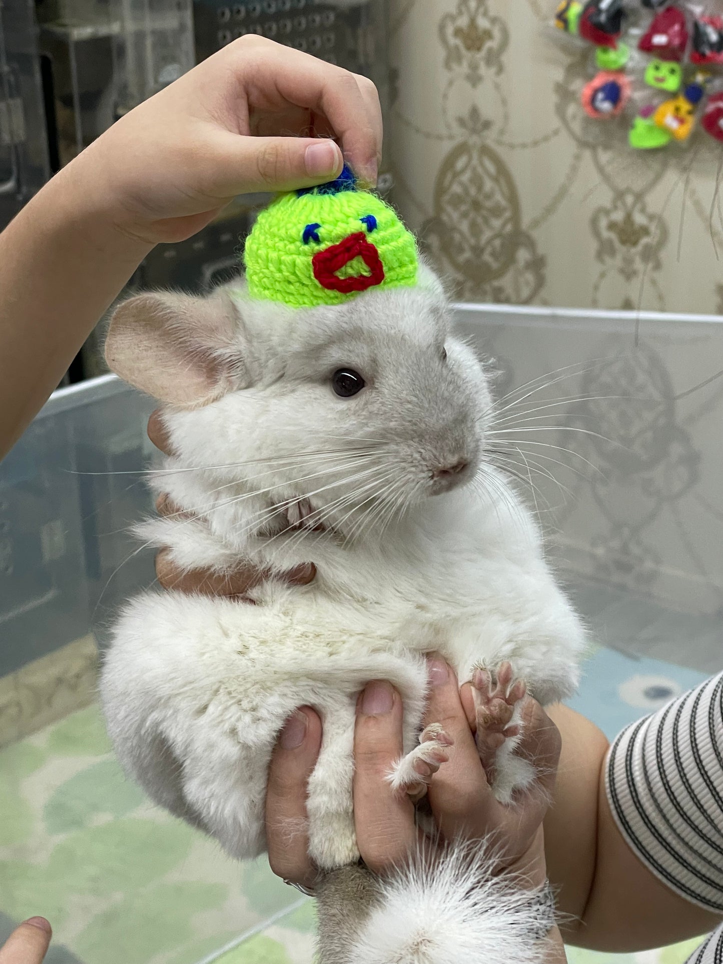 Funky hats/ Headgear/ hat/ cap for Chinchillas, Guinea pigs, rabbits or hamsters limited stock