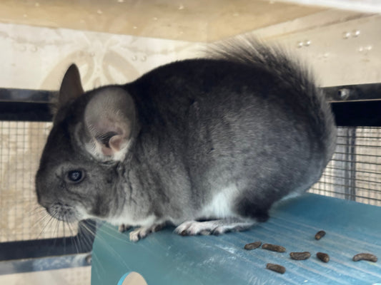 Why do chinchillas need cool air and low humidity
