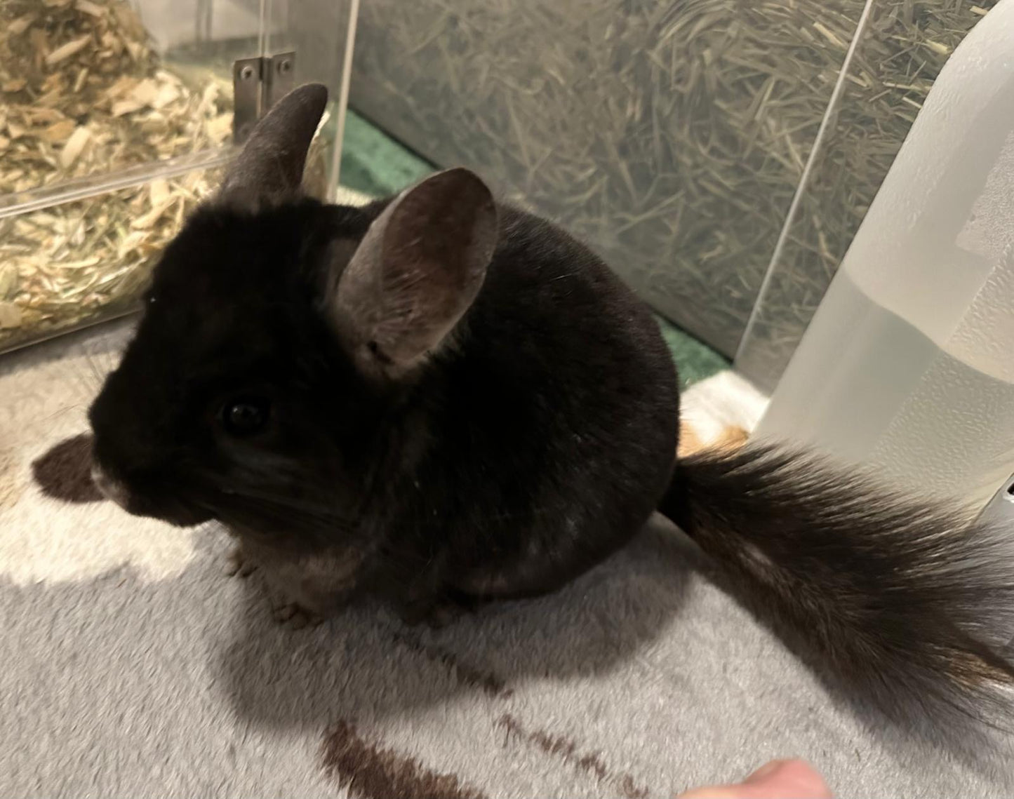 Chinchillas: R8 Dark Ebony RPAC male chinchilla  (USA lineage)