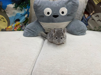 Chinchillas: T012 Standard VC RPA (Angora) female chinchilla for sale