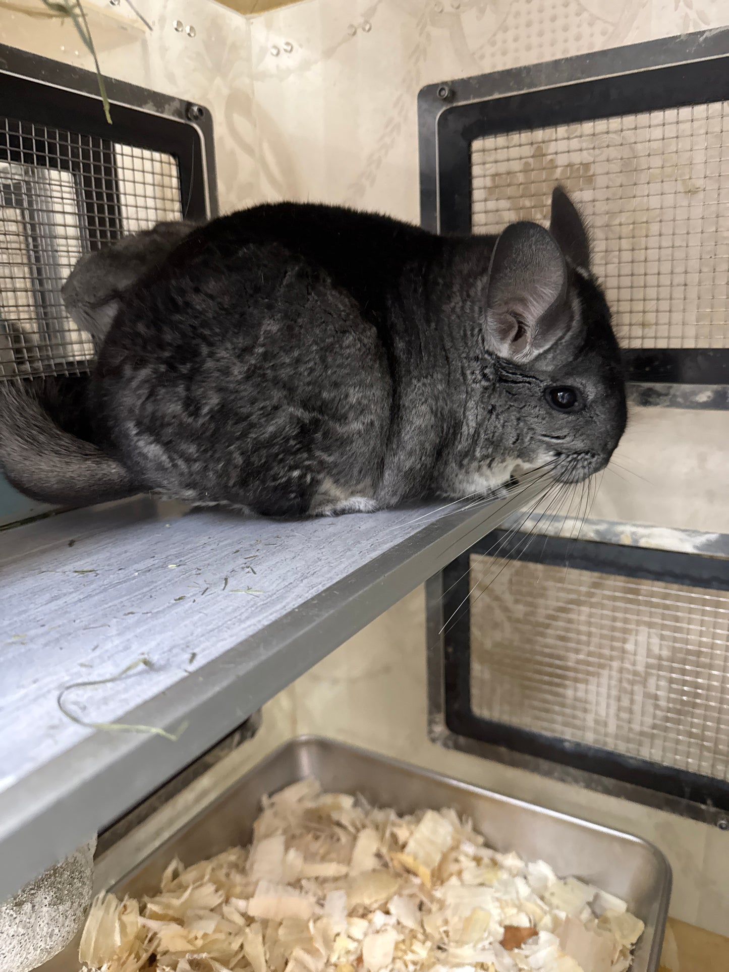 Chinchillas: P367 Standard female chinchilla for sale