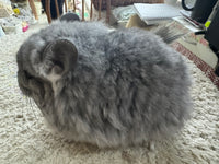 Chinchillas: R021 Standard RPA female chinchilla for sale from big sized angora parents