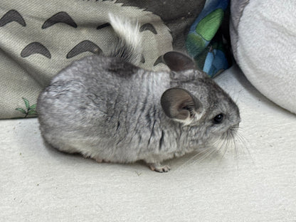 Chinchillas: S011 Mosaic  female chinchilla for sale (USA lineage)